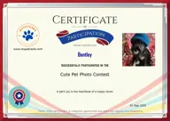 Locked Certificate Preview