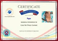 Locked Certificate Preview