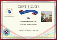 Locked Certificate Preview