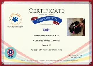 Certificate Preview