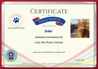 Locked Certificate Preview