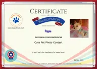 Locked Certificate Preview