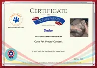 Locked Certificate Preview