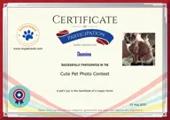 Locked Certificate Preview