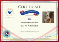 Locked Certificate Preview