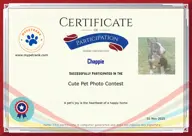 Locked Certificate Preview