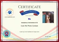 Locked Certificate Preview