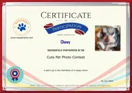 Locked Certificate Preview